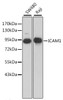 Western blot analysis of extracts of various cell lines, using ICAM1 antibody (13-139) .<br/>Secondary antibody: HRP Goat Anti-Mouse IgG (H+L) (AS003) at 1:10000 dilution.<br/>Lysates/proteins: 25ug per lane.<br/>Blocking buffer: 3% nonfat dry milk in TBST.