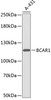 Western blot analysis of extracts of A-431 cells, using BCAR1 antibody (13-304) .<br/>Secondary antibody: HRP Goat Anti-Rabbit IgG (H+L) at 1:10000 dilution.<br/>Lysates/proteins: 25ug per lane.<br/>Blocking buffer: 3% nonfat dry milk in TBST.
