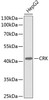 Western blot analysis of extracts of HepG2 cells, using CRK antibody (13-307) .<br/>Secondary antibody: HRP Goat Anti-Rabbit IgG (H+L) at 1:10000 dilution.<br/>Lysates/proteins: 25ug per lane.<br/>Blocking buffer: 3% nonfat dry milk in TBST.