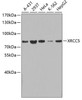 Western blot analysis of extracts of various cell lines, using XRCC5 antibody (13-313) .<br/>Secondary antibody: HRP Goat Anti-Rabbit IgG (H+L) at 1:10000 dilution.<br/>Lysates/proteins: 25ug per lane.<br/>Blocking buffer: 3% nonfat dry milk in TBST.