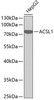 Western blot analysis of extracts of HepG2 cells, using ACSL1 antibody (13-365) .<br/>Secondary antibody: HRP Goat Anti-Rabbit IgG (H+L) at 1:10000 dilution.<br/>Lysates/proteins: 25ug per lane.<br/>Blocking buffer: 3% nonfat dry milk in TBST.