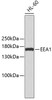 Western blot analysis of extracts of HL-60 cells, using EEA1 antibody (13-426) .<br/>Secondary antibody: HRP Goat Anti-Rabbit IgG (H+L) at 1:10000 dilution.<br/>Lysates/proteins: 25ug per lane.<br/>Blocking buffer: 3% nonfat dry milk in TBST.