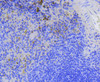 Immunohistochemistry of paraffin-embedded mouse spleen using Survivin antibody (13-777) at dilution of 1:100 (40x lens) .