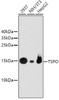 Western blot analysis of extracts of various cell lines, using TSPO antibody (13-790) .<br/>Secondary antibody: HRP Goat Anti-Rabbit IgG (H+L) at 1:10000 dilution.<br/>Lysates/proteins: 25ug per lane.<br/>Blocking buffer: 3% nonfat dry milk in TBST.