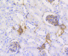 Immunohistochemistry of paraffin-embedded mouse kidney using CALD1 antibody (13-791) at dilution of 1:100 (40x lens) .