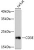 Western blot analysis of extracts of Jurkat cells, using CD3E antibody (13-801) .<br/>Secondary antibody: HRP Goat Anti-Rabbit IgG (H+L) at 1:10000 dilution.<br/>Lysates/proteins: 25ug per lane.<br/>Blocking buffer: 3% nonfat dry milk in TBST.