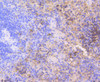 Immunohistochemistry of paraffin-embedded mouse spleen using CDK2 antibody (13-811) at dilution of 1:100 (40x lens) .