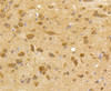 Immunohistochemistry of paraffin-embedded mouse brain using CDK5 antibody (13-813) at dilution of 1:100 (40x lens) .