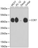 Western blot analysis of extracts of various cell lines, using CCR7 antibody (13-816) .<br/>Secondary antibody: HRP Goat Anti-Rabbit IgG (H+L) at 1:10000 dilution.<br/>Lysates/proteins: 25ug per lane.<br/>Blocking buffer: 3% nonfat dry milk in TBST.