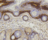 Immunohistochemistry of paraffin-embedded mouse skin using COL17A1 antibody (13-819) at dilution of 1:100 (40x lens) .