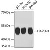 Western blot analysis of extracts of various cell lines, using HAPLN1 antibody (13-823) .<br/>Secondary antibody: HRP Goat Anti-Rabbit IgG (H+L) at 1:10000 dilution.<br/>Lysates/proteins: 25ug per lane.<br/>Blocking buffer: 3% nonfat dry milk in TBST.