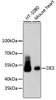 Western blot analysis of extracts of various cell lines, using DES antibody (13-827) .<br/>Secondary antibody: HRP Goat Anti-Rabbit IgG (H+L) at 1:10000 dilution.<br/>Lysates/proteins: 25ug per lane.<br/>Blocking buffer: 3% nonfat dry milk in TBST.