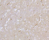 Immunohistochemistry of paraffin-embedded mouse cerebellum using DLG4 antibody (13-831) at dilution of 1:100 (40x lens) .