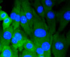 Immunofluorescence analysis of NIH-3T3 cells using DNMT3A antibody (13-832) .