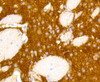 Immunohistochemistry of paraffin-embedded rat brain using GRM5 antibody (13-844) at dilution of 1:100 (40x lens) .