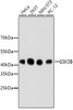 Western blot analysis of extracts of various cell lines, using GSK3B antibody (13-845) .<br/>Secondary antibody: HRP Goat Anti-Rabbit IgG (H+L) at 1:10000 dilution.<br/>Lysates/proteins: 25ug per lane.<br/>Blocking buffer: 3% nonfat dry milk in TBST.