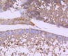 Immunohistochemistry of paraffin-embedded mouse testis using GSK3B antibody (13-845) at dilution of 1:100 (40x lens) .