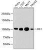 Western blot analysis of extracts of various cell lines, using HK1 antibody (13-849) .<br/>Secondary antibody: HRP Goat Anti-Rabbit IgG (H+L) at 1:10000 dilution.<br/>Lysates/proteins: 25ug per lane.<br/>Blocking buffer: 3% nonfat dry milk in TBST.