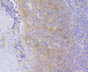 Immunohistochemistry of paraffin-embedded human tonsil using Hsc70 antibody (13-851) at dilution of 1:100 (40x lens) .