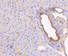Immunohistochemistry of paraffin-embedded mouse liver using KRT19 antibody (13-866) at dilution of 1:100 (40x lens) .