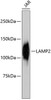 Western blot analysis of extracts of JAR cells, using LAMP2 antibody (13-868) .<br/>Secondary antibody: HRP Goat Anti-Rabbit IgG (H+L) at 1:10000 dilution.<br/>Lysates/proteins: 25ug per lane.<br/>Blocking buffer: 3% nonfat dry milk in TBST.