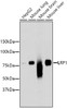 Western blot analysis of extracts of various cell lines, using LRP1 antibody (13-871) .<br/>Secondary antibody: HRP Goat Anti-Rabbit IgG (H+L) at 1:10000 dilution.<br/>Lysates/proteins: 25ug per lane.<br/>Blocking buffer: 3% nonfat dry milk in TBST.