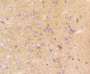 Immunohistochemistry of paraffin-embedded mouse brain using LRP1 antibody (13-871) at dilution of 1:100 (40x lens) .