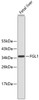 Western blot analysis of extracts of fetal liver, using FGL1 antibody (13-876) .<br/>Secondary antibody: HRP Goat Anti-Rabbit IgG (H+L) at 1:10000 dilution.<br/>Lysates/proteins: 25ug per lane.<br/>Blocking buffer: 3% nonfat dry milk in TBST.