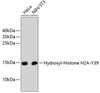 Western blot analysis of extracts of various cell lines, using Hydroxyl-Histone H2A-Y39 antibody (13-880) .<br/>Secondary antibody: HRP Goat Anti-Rabbit IgG (H+L) at 1:10000 dilution.<br/>Lysates/proteins: 25ug per lane.<br/>Blocking buffer: 3% nonfat dry milk in TBST.