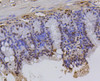 Immunohistochemistry of paraffin-embedded mouse colon using Hydroxyl-Histone H2A-Y39 antibody (13-880) at dilution of 1:100 (40x lens) .