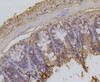 Immunohistochemistry of paraffin-embedded mouse colon using Acetyl-Histone H2A-K9 antibody (13-886) at dilution of 1:100 (40x lens) .
