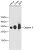 Western blot analysis of extracts of various cell lines, using Caspase 3 antibody (13-889) .<br/>Secondary antibody: HRP Goat Anti-Rabbit IgG (H+L) at 1:10000 dilution.<br/>Lysates/proteins: 25ug per lane.<br/>Blocking buffer: 3% nonfat dry milk in TBST.