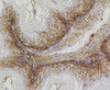 Immunohistochemistry of paraffin-embedded mouse stomach using PHB antibody (13-904) at dilution of 1:100 (40x lens) .