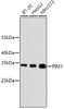 Western blot analysis of extracts of various cell lines, using PIM1 antibody (13-906) .<br/>Secondary antibody: HRP Goat Anti-Rabbit IgG (H+L) at 1:10000 dilution.<br/>Lysates/proteins: 25ug per lane.<br/>Blocking buffer: 3% nonfat dry milk in TBST.