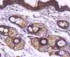 Immunohistochemistry of paraffin-embedded mouse skin using alpha smooth muscle actin antibody (13-917) at dilution of 1:100 (40x lens) .