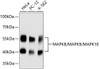 Western blot analysis of extracts of various cell lines, using MAPK8/MAPK9/MAPK10 antibody (13-920) .<br/>Secondary antibody: HRP Goat Anti-Rabbit IgG (H+L) at 1:10000 dilution.<br/>Lysates/proteins: 25ug per lane.<br/>Blocking buffer: 3% nonfat dry milk in TBST.