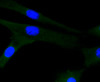 Immunofluorescence analysis of NIH-3T3 cells using MAPK8/MAPK9/MAPK10 antibody (13-920) .