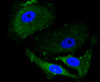 Immunofluorescence analysis of MCF-7 cells using ALAS1 antibody (13-922) .