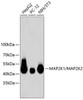 Western blot analysis of extracts of various cell lines, using MAP2K1/MAP2K2 antibody (13-923) .<br/>Secondary antibody: HRP Goat Anti-Rabbit IgG (H+L) at 1:10000 dilution.<br/>Lysates/proteins: 25ug per lane.<br/>Blocking buffer: 3% nonfat dry milk in TBST.