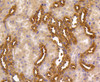 Immunohistochemistry of paraffin-embedded mouse kidney using MAP2K1/MAP2K2 antibody (13-923) at dilution of 1:100 (40x lens) .