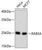Western blot analysis of extracts of various cell lines, using RAB5A antibody (13-932) .<br/>Secondary antibody: HRP Goat Anti-Rabbit IgG (H+L) at 1:10000 dilution.<br/>Lysates/proteins: 25ug per lane.<br/>Blocking buffer: 3% nonfat dry milk in TBST.