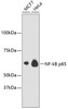 Western blot analysis of extracts of various cell lines, using NF-kB p65 antibody (13-935) .<br/>Secondary antibody: HRP Goat Anti-Rabbit IgG (H+L) at 1:10000 dilution.<br/>Lysates/proteins: 25ug per lane.<br/>Blocking buffer: 3% nonfat dry milk in TBST.