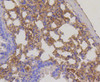 Immunohistochemistry of paraffin-embedded mouse lung using RPS3 antibody (13-940) at dilution of 1:100 (40x lens) .