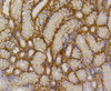 Immunohistochemistry of paraffin-embedded mouse kidney using GLUT1 antibody (13-944) at dilution of 1:100 (40x lens) .