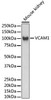 Western blot analysis of extracts of mouse kidney, using VCAM1 antibody (13-959) .<br/>Secondary antibody: HRP Goat Anti-Rabbit IgG (H+L) at 1:10000 dilution.<br/>Lysates/proteins: 25ug per lane.<br/>Blocking buffer: 3% nonfat dry milk in TBST.