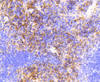 Immunohistochemistry of paraffin-embedded mouse spleen using VCAM1 antibody (13-959) at dilution of 1:100 (40x lens) .
