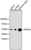 Western blot analysis of extracts of various cell lines, using PIK3R3 antibody (13-965) .<br/>Secondary antibody: HRP Goat Anti-Rabbit IgG (H+L) at 1:10000 dilution.<br/>Lysates/proteins: 25ug per lane.<br/>Blocking buffer: 3% nonfat dry milk in TBST.