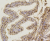 Immunohistochemistry of paraffin-embedded mouse placenta using ASH2L antibody (13-970) at dilution of 1:100 (40x lens) .