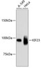 Western blot analysis of extracts of various cell lines, using KIF23 antibody (13-976) .<br/>Secondary antibody: HRP Goat Anti-Rabbit IgG (H+L) at 1:10000 dilution.<br/>Lysates/proteins: 25ug per lane.<br/>Blocking buffer: 3% nonfat dry milk in TBST.