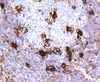 Immunohistochemistry of paraffin-embedded human tonsil using MERTK antibody (13-990) at dilution of 1:100 (40x lens) .